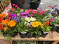 Plantas RV - Flores de Estación tamaño S/ Retiro en tienda  - Miniatura 1