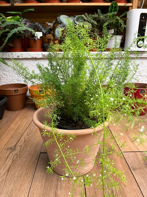 Plantas RV - Helecho Meyer tamaño M / Retiro solo en tienda 