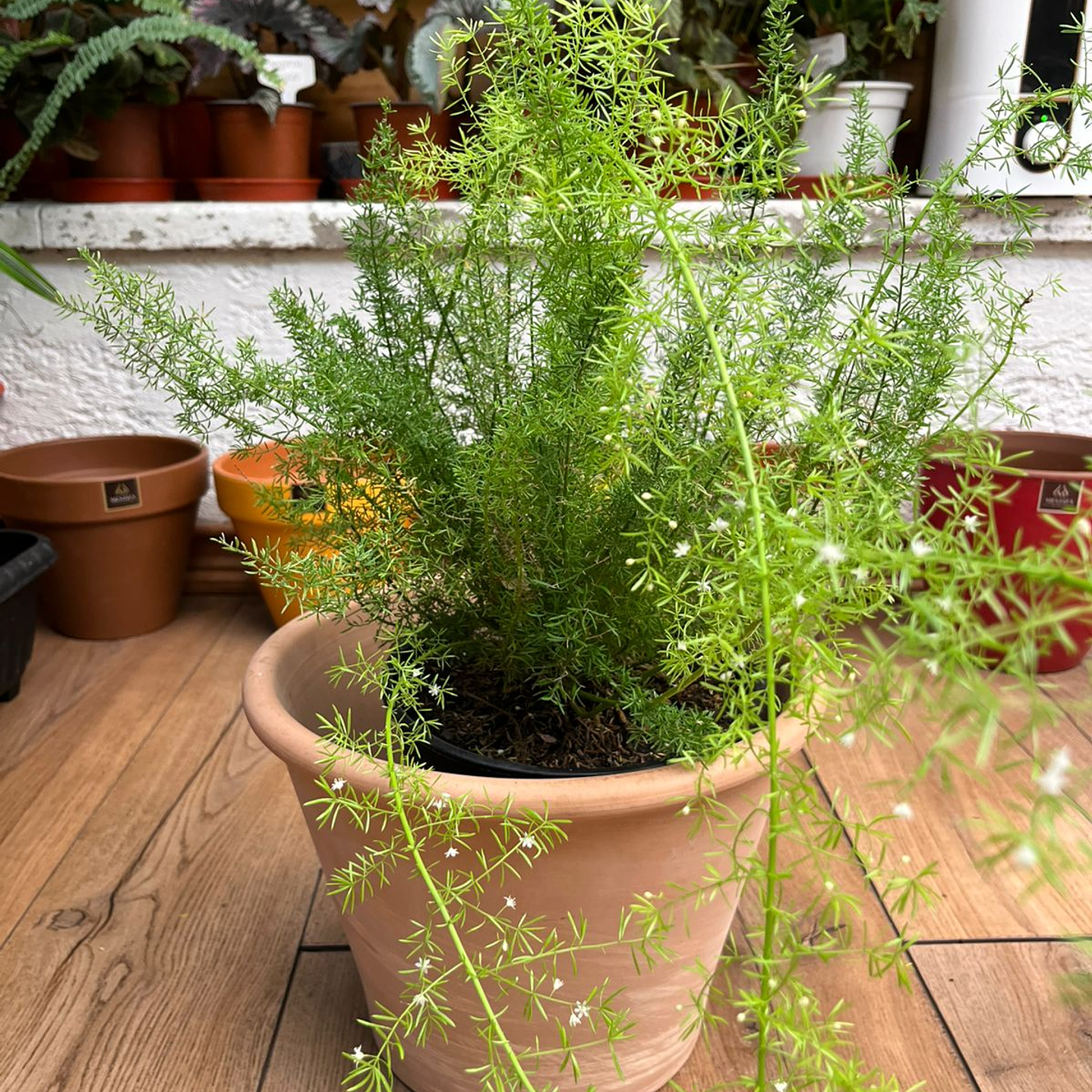 Plantas RV - Helecho Meyer tamaño M / Retiro solo en tienda  1