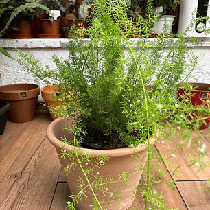 Plantas RV - Helecho Meyer tamaño M / Retiro solo en tienda 