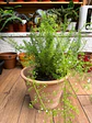 Plantas RV - Helecho Meyer tamaño M / Retiro solo en tienda  - thumbnail 1