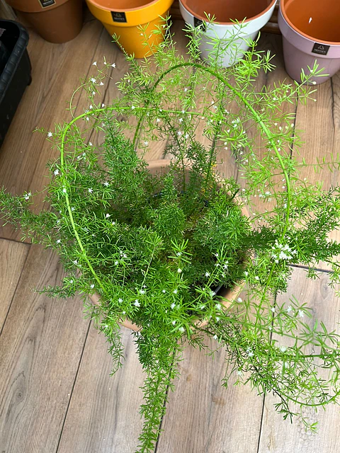 Plantas RV - Helecho Meyer tamaño M / Retiro solo en tienda 