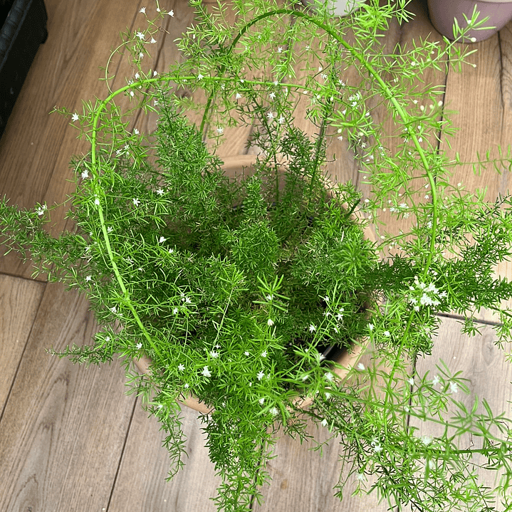 Plantas RV - Helecho Meyer tamaño M / Retiro solo en tienda  2