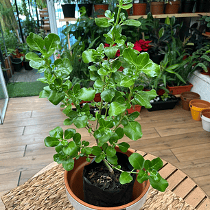 Plantas RV - Coprosma Verde tamaño M / Retiro solo en tienda 