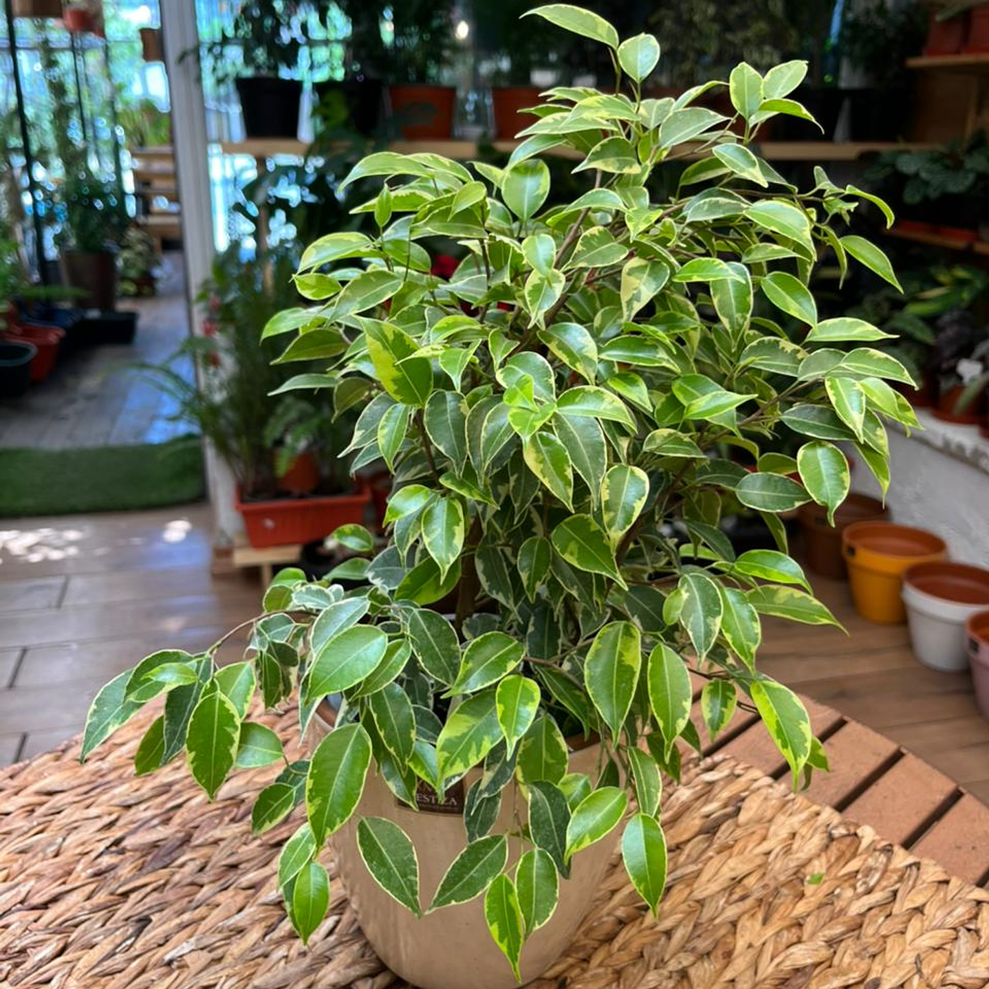 Plantas RV - Ficus Variegado Bonsai tamaño S  1