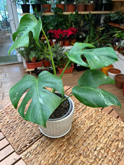 Plantas RV - Monstera Semi-variegada tamaño M 