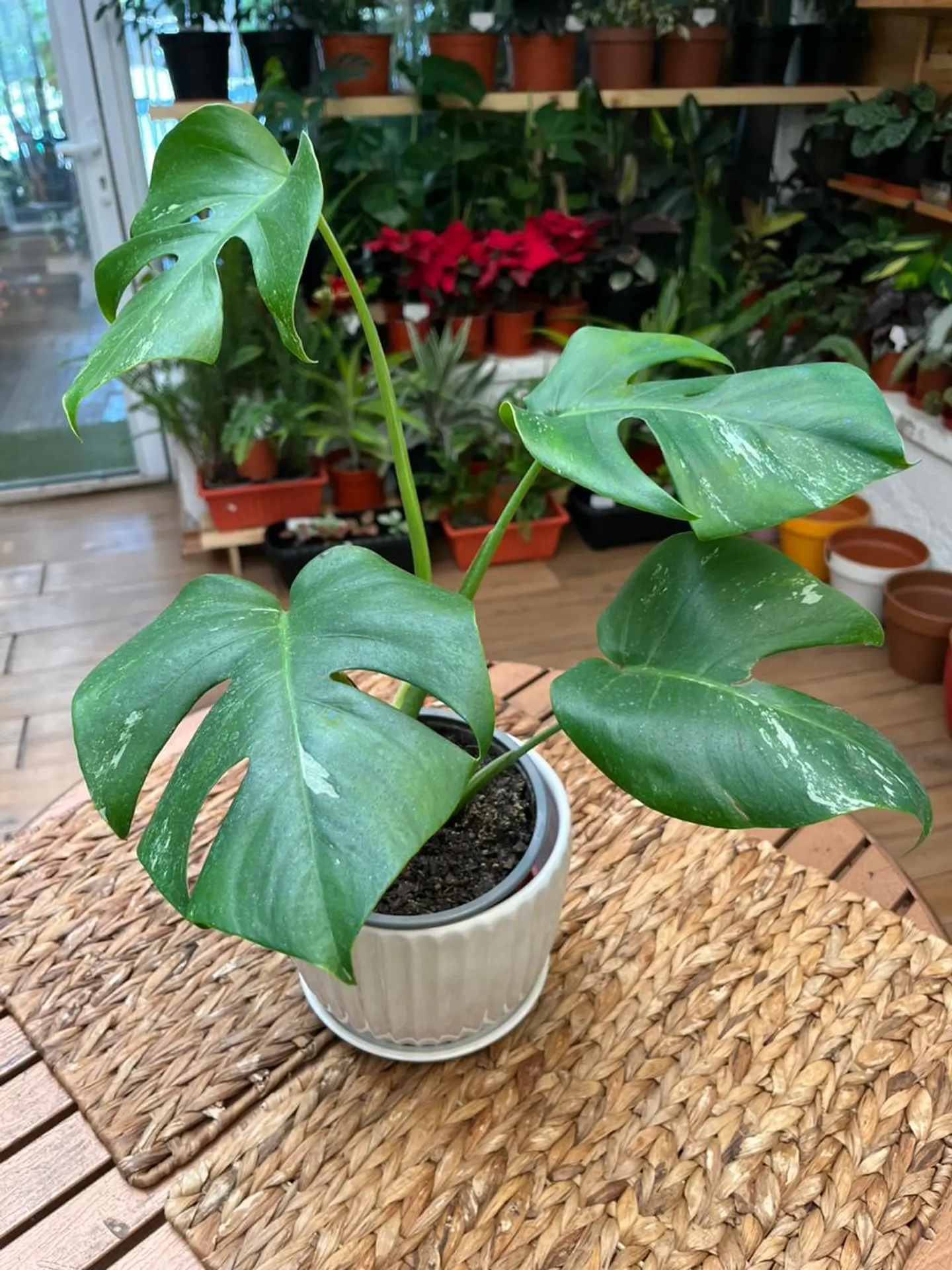 Plantas RV - Monstera Semi-variegada tamaño M  1
