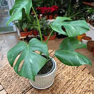Plantas RV - Monstera Semi-variegada tamaño M 