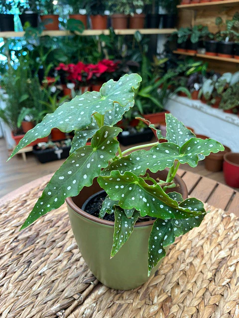 Plantas RV - Begonia Maculata tamaño M 