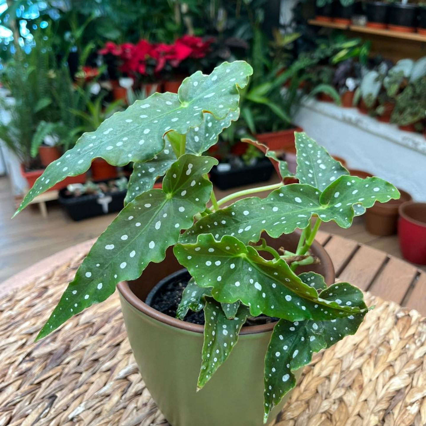 Plantas RV - Begonia Maculata tamaño M  1