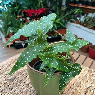 Plantas RV - Begonia Maculata tamaño M 