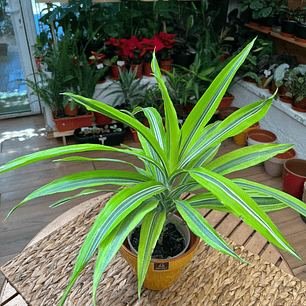 Plantas RV - Dracena Warnekii Lemon tamaño M 
