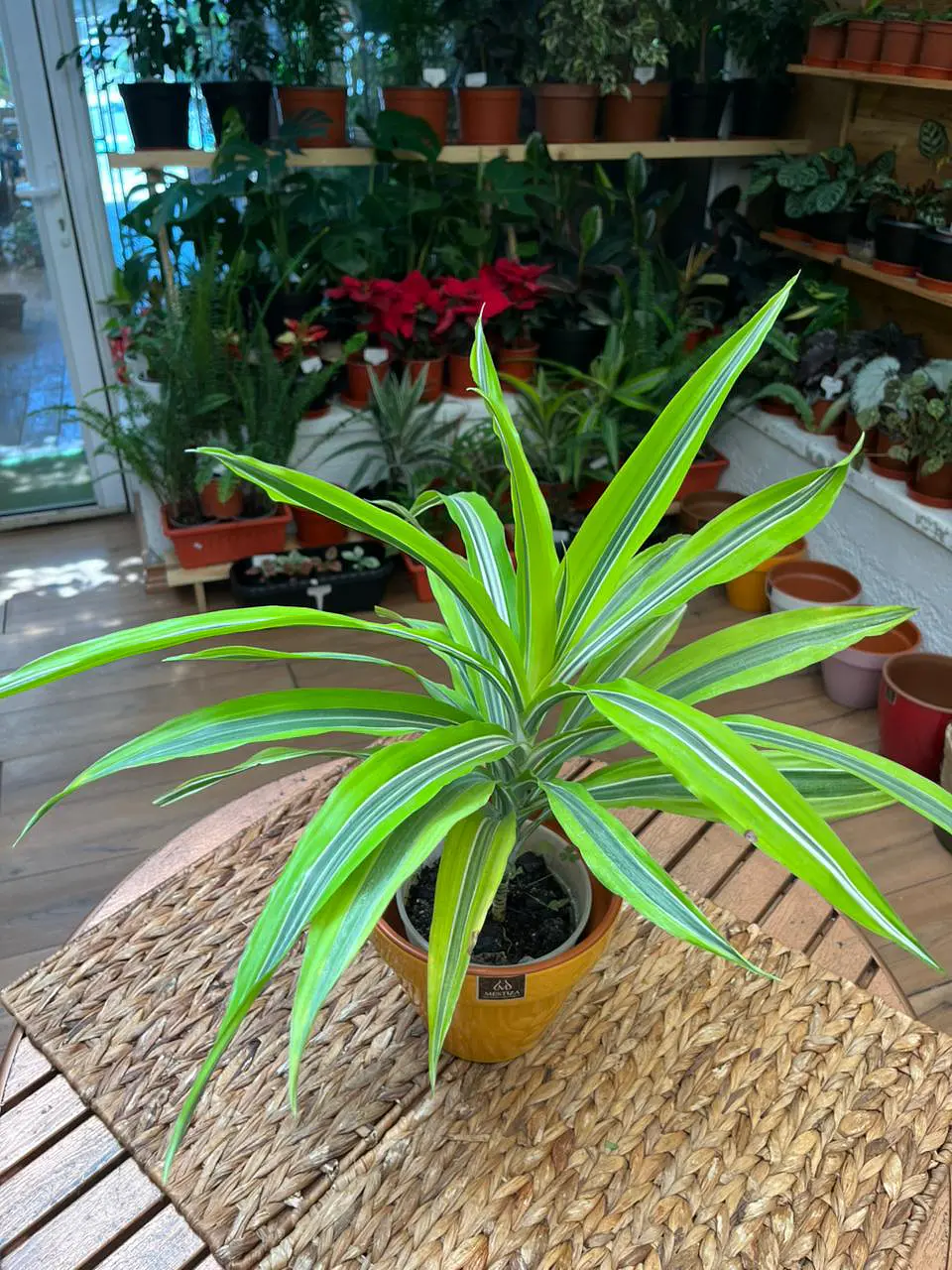 Plantas RV - Dracena Warnekii Lemon tamaño M  1