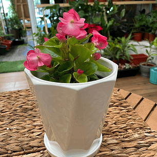 Plantas RV - Begonia Porcelana tamaño S 