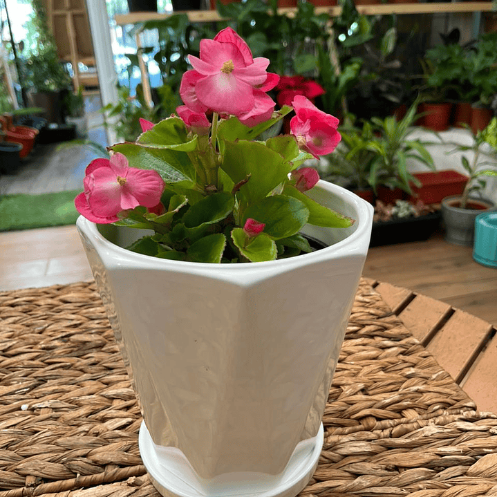 Plantas RV - Begonia Porcelana tamaño S  1
