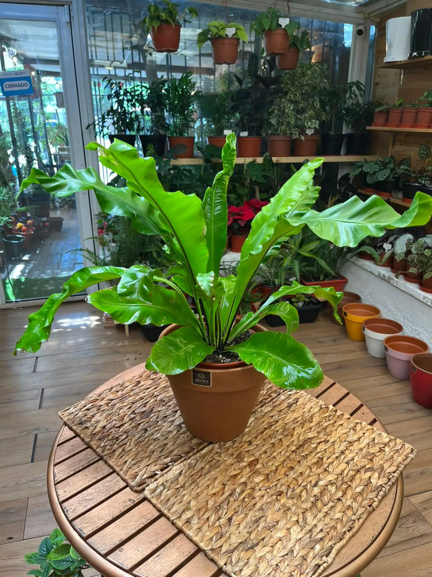 Plantas RV - Helecho Asplenium tamaño M  1