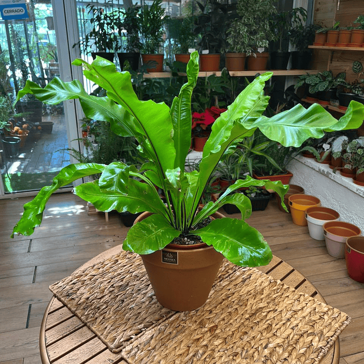 Plantas RV - Helecho Asplenium tamaño M  1