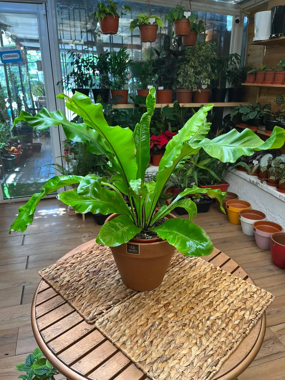 Plantas RV - Helecho Asplenium tamaño M  1