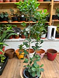 Plantas RV - Ficus Moclame tamaño L  - Miniatura 1