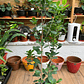 Plantas RV - Ficus Moclame tamaño L  - thumbnail 1