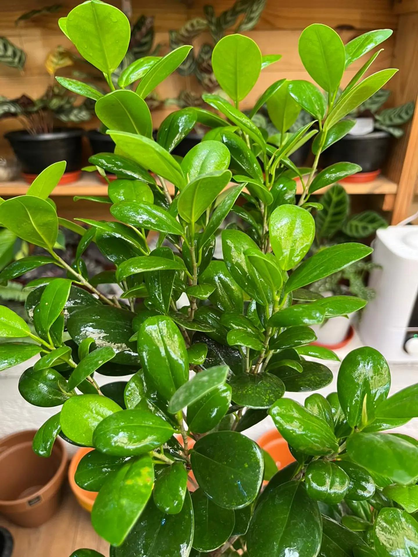 Plantas RV - Ficus Moclame tamaño L  2