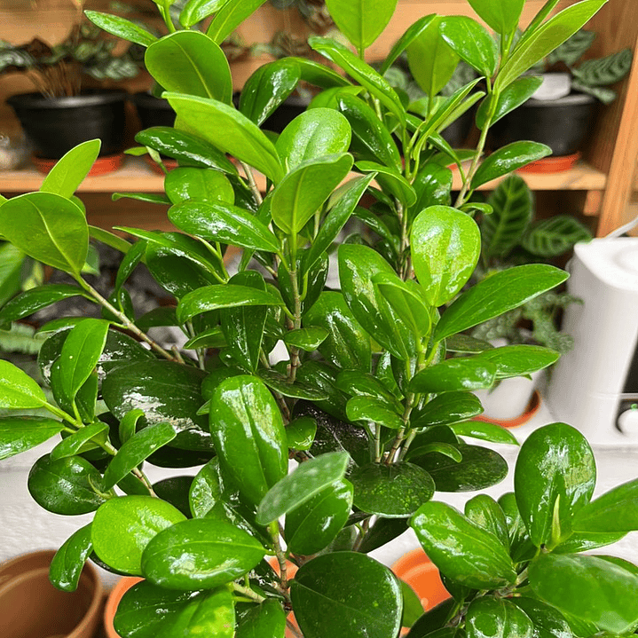 Plantas RV - Ficus Moclame tamaño L  2