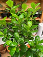 Plantas RV - Ficus Moclame tamaño L  - Miniatura 2