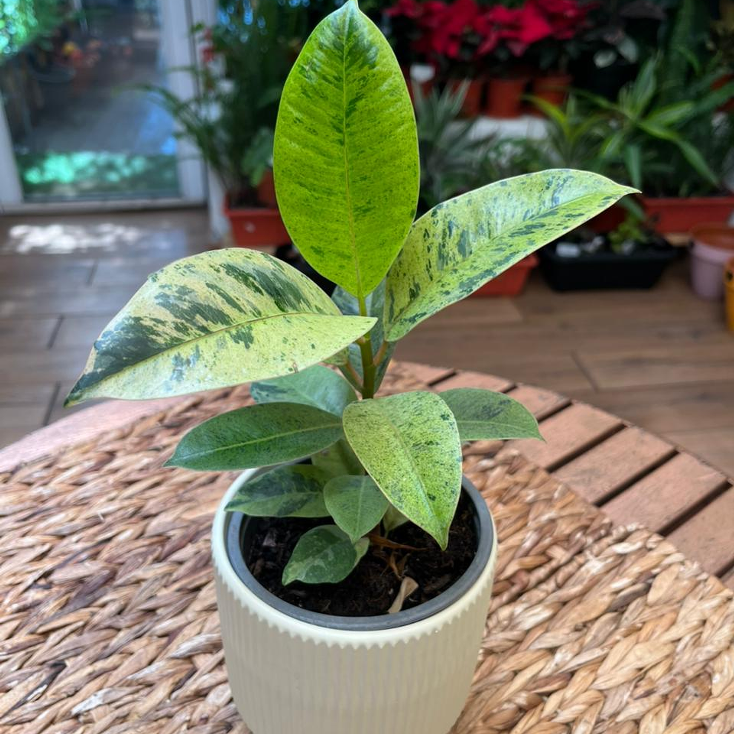 Plantas RV - Gomero Shiveriana tamaño S  1