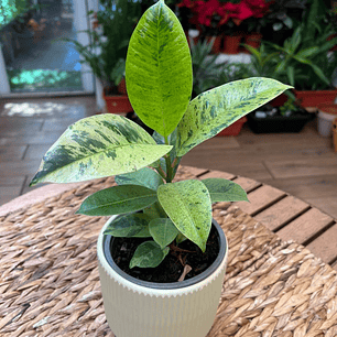 Plantas RV - Gomero Shiveriana tamaño S 