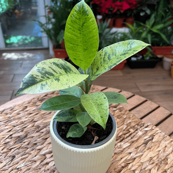 Plantas RV - Gomero Shiveriana tamaño S  1