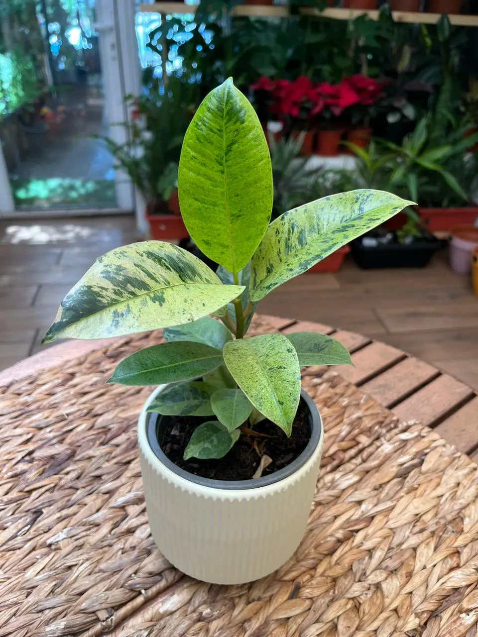 Plantas RV - Gomero Shiveriana tamaño S  1