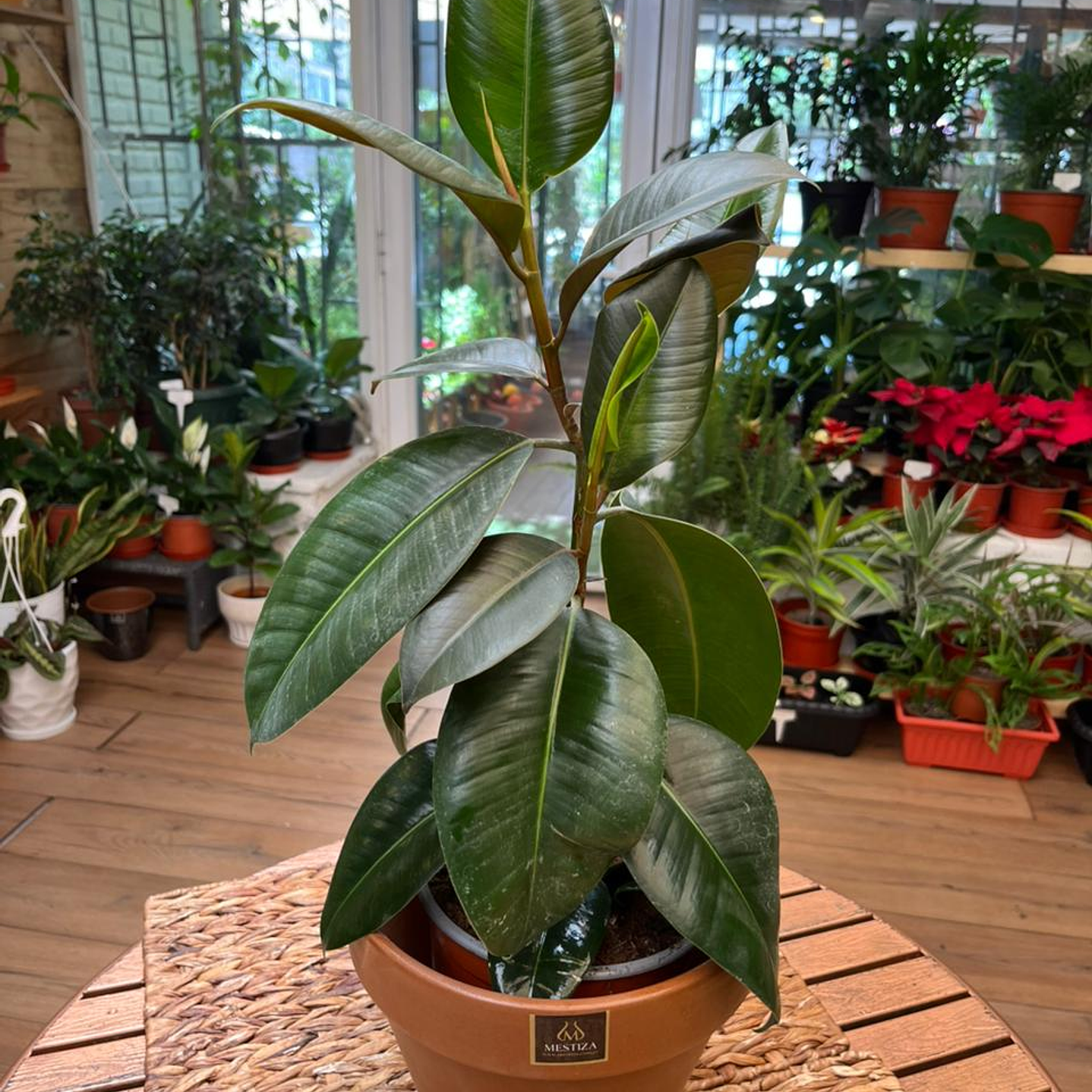 Plantas RV - Gomero Verde tamaño M  1