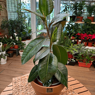 Plantas RV - Gomero Verde tamaño M 