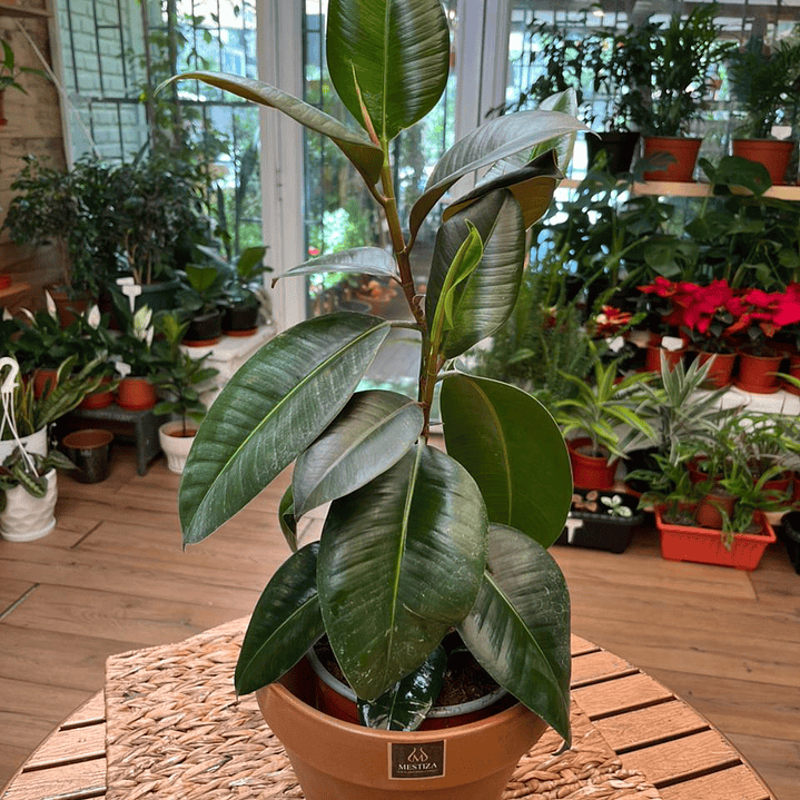 Plantas RV - Gomero Verde tamaño M  1