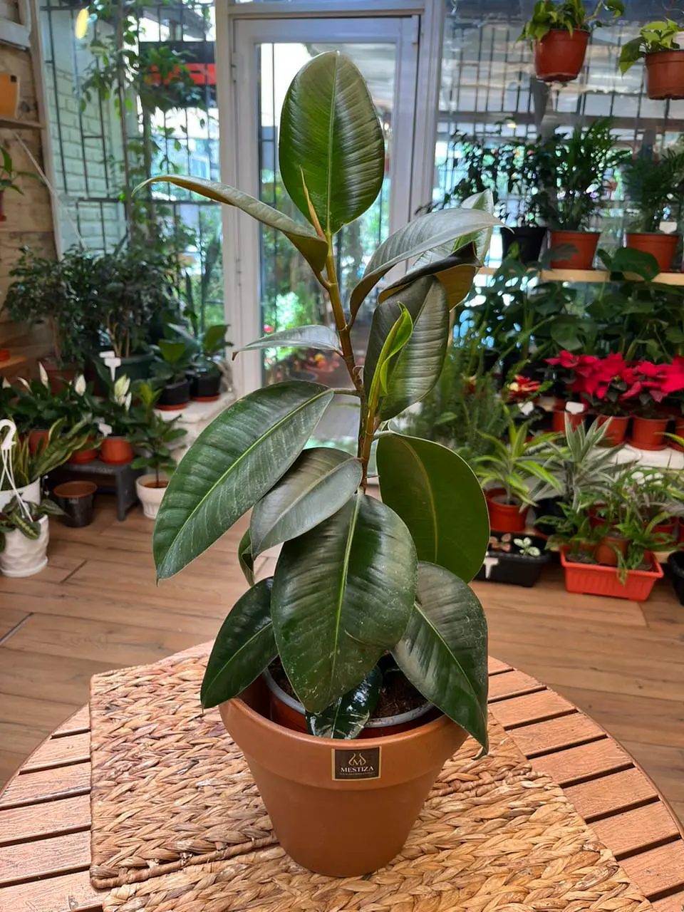 Plantas RV - Gomero Verde tamaño M  1