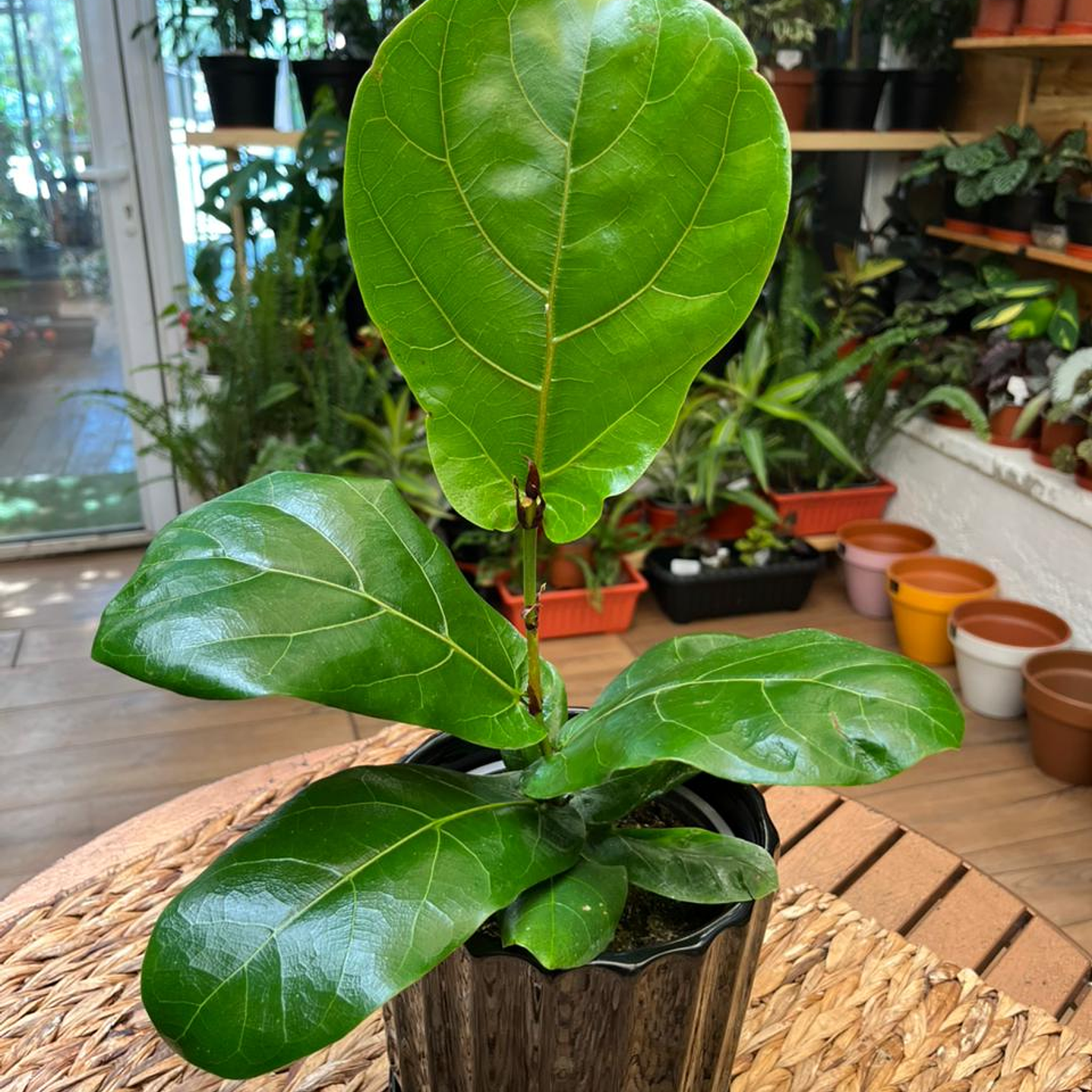 Plantas RV - Ficus Lyrata tamaño M  1