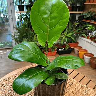 Plantas RV - Ficus Lyrata tamaño M 