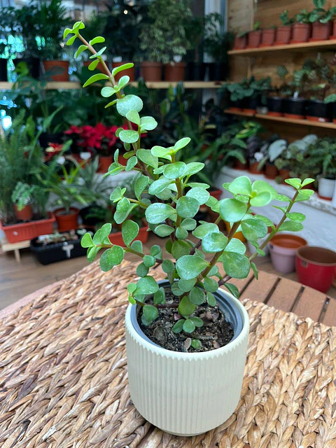 Plantas RV - Jade Portulacaria tamaño S 