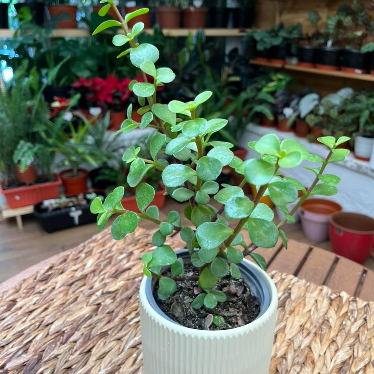 Plantas RV - Jade Portulacaria tamaño S  1