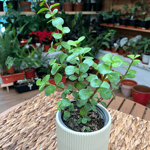 Plantas RV - Jade Portulacaria tamaño S 