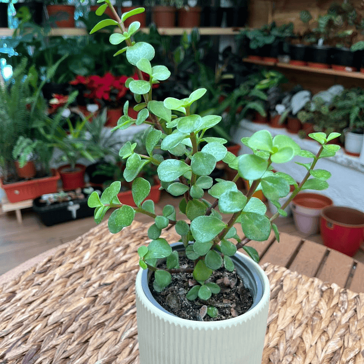 Plantas RV - Jade Portulacaria tamaño S  1