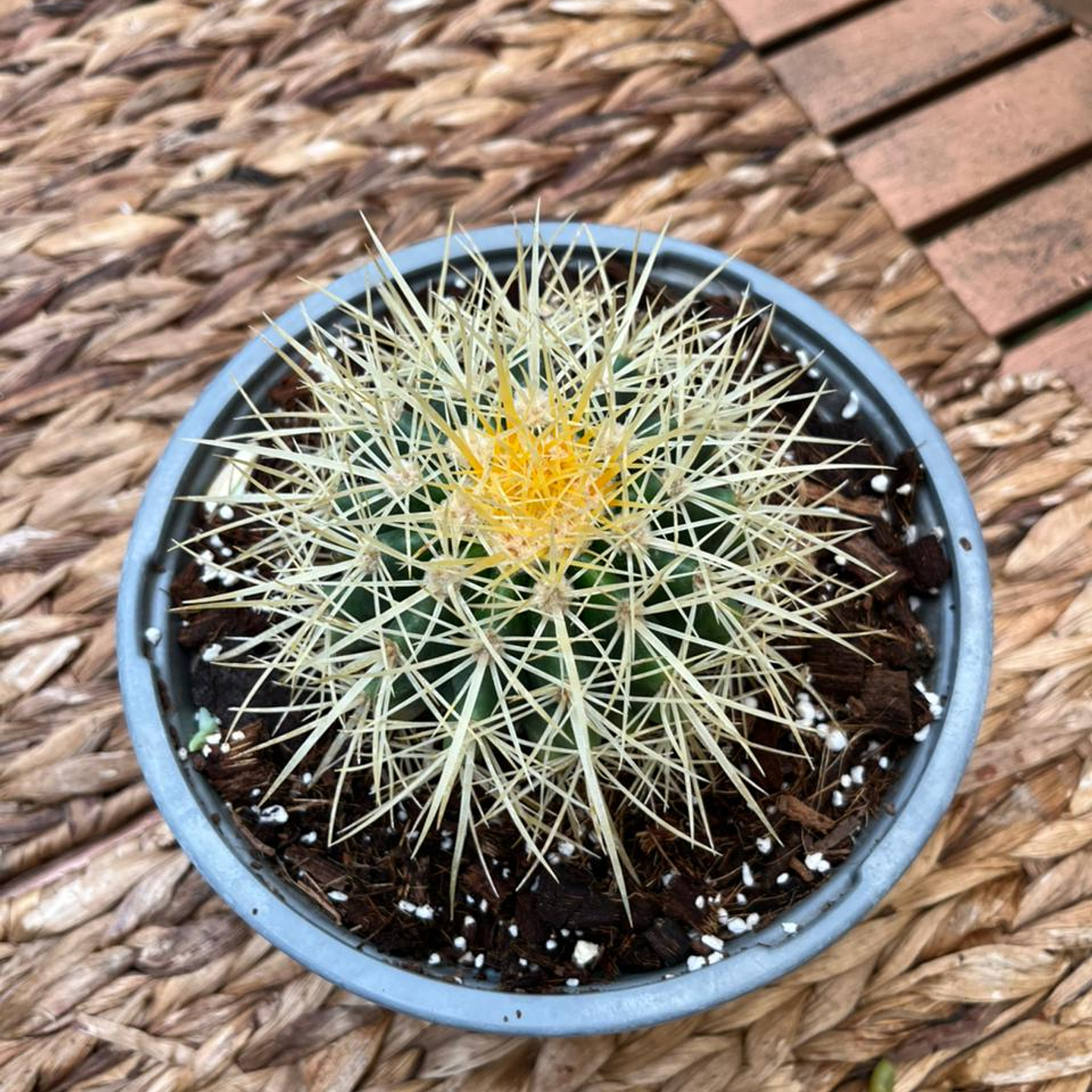 Plantas RV - Asiento de Suegra tamaño S / Retiro en tienda 1