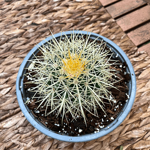 Plantas RV - Asiento de Suegra tamaño S / Retiro en tienda