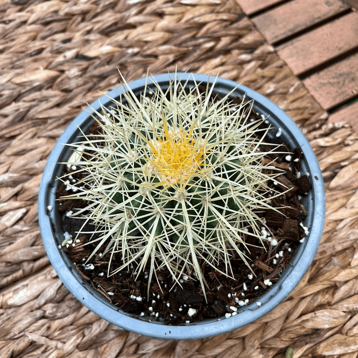 Plantas RV - Asiento de Suegra tamaño S / Retiro en tienda 1
