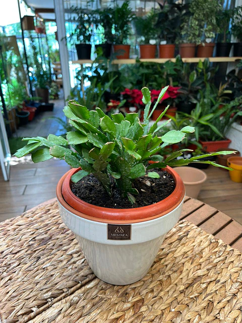 Plantas RV - Pata de Jaiba tamaño M / Retiro en tienda