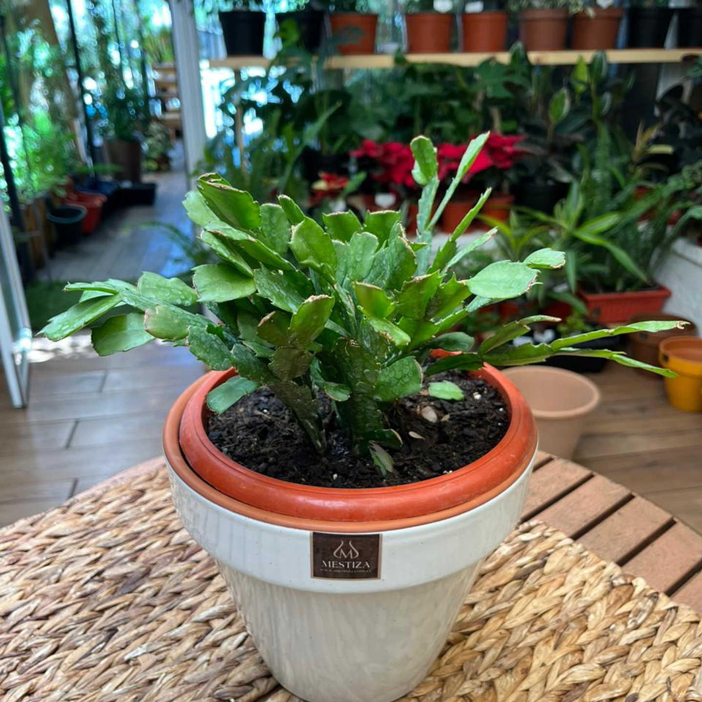 Plantas RV - Pata de Jaiba tamaño M / Retiro en tienda 1