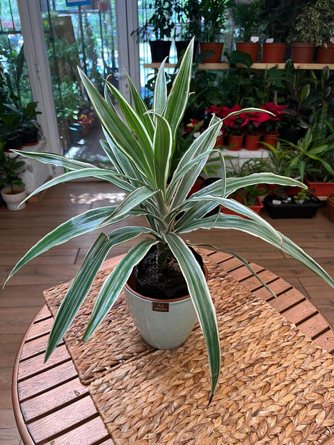 Plantas RV - Dracena Warnekii Verde tamaño M 
