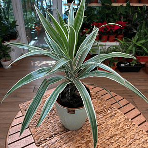 Plantas RV - Dracena Warnekii Verde tamaño M 