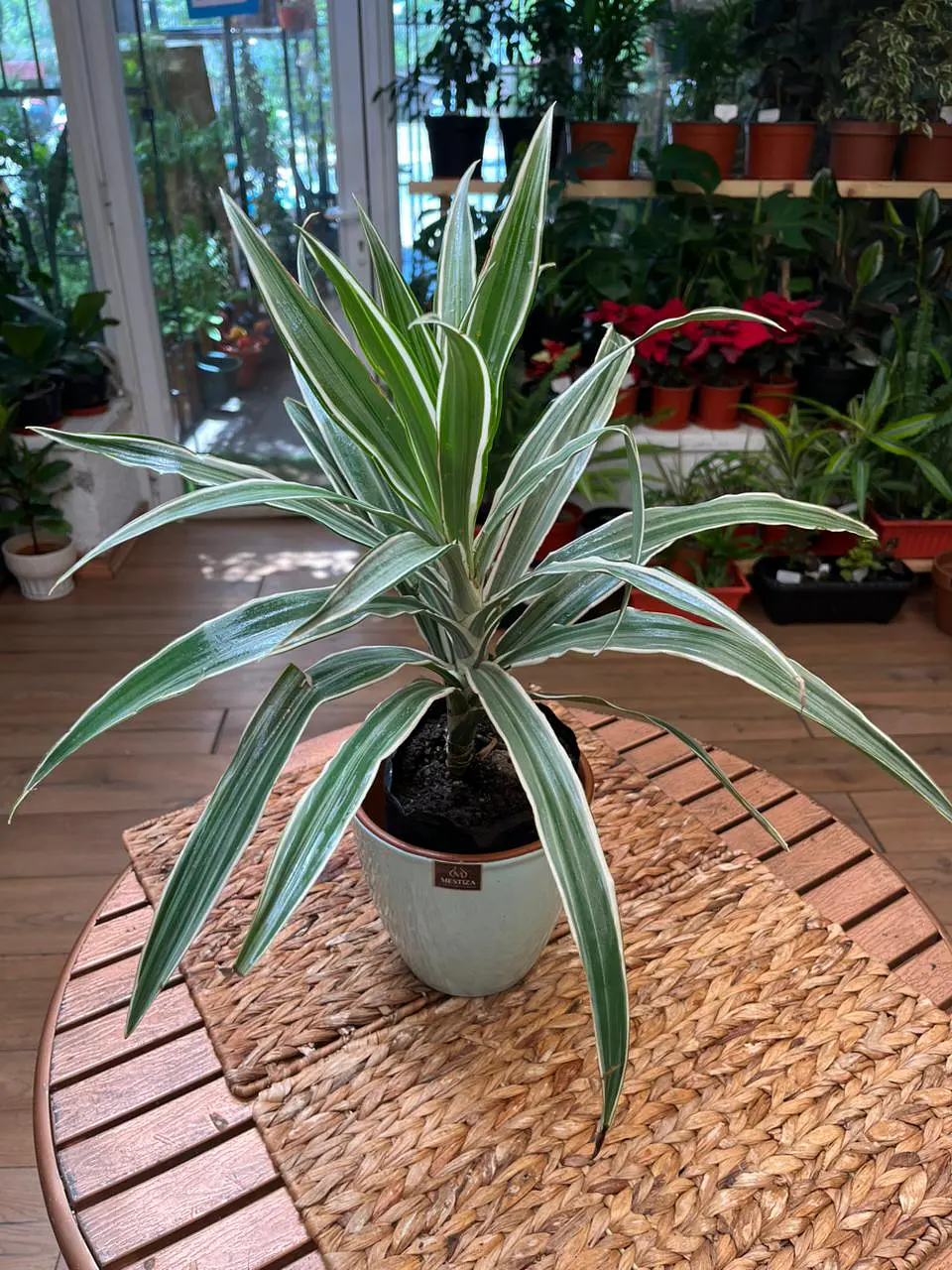Plantas RV - Dracena Warnekii Verde tamaño M  1