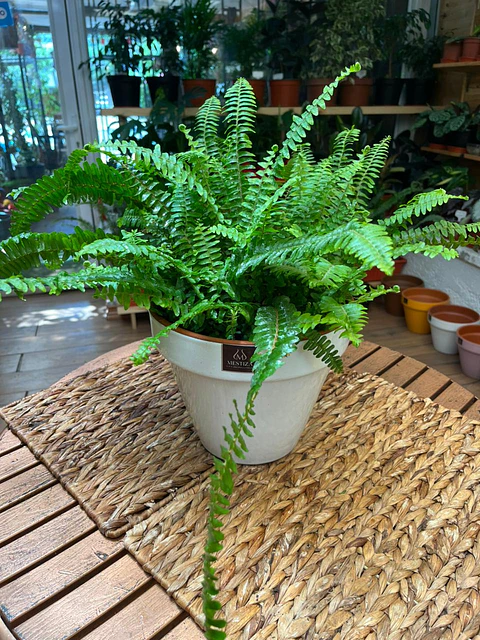 Plantas RV - Helecho Espada tamaño M 